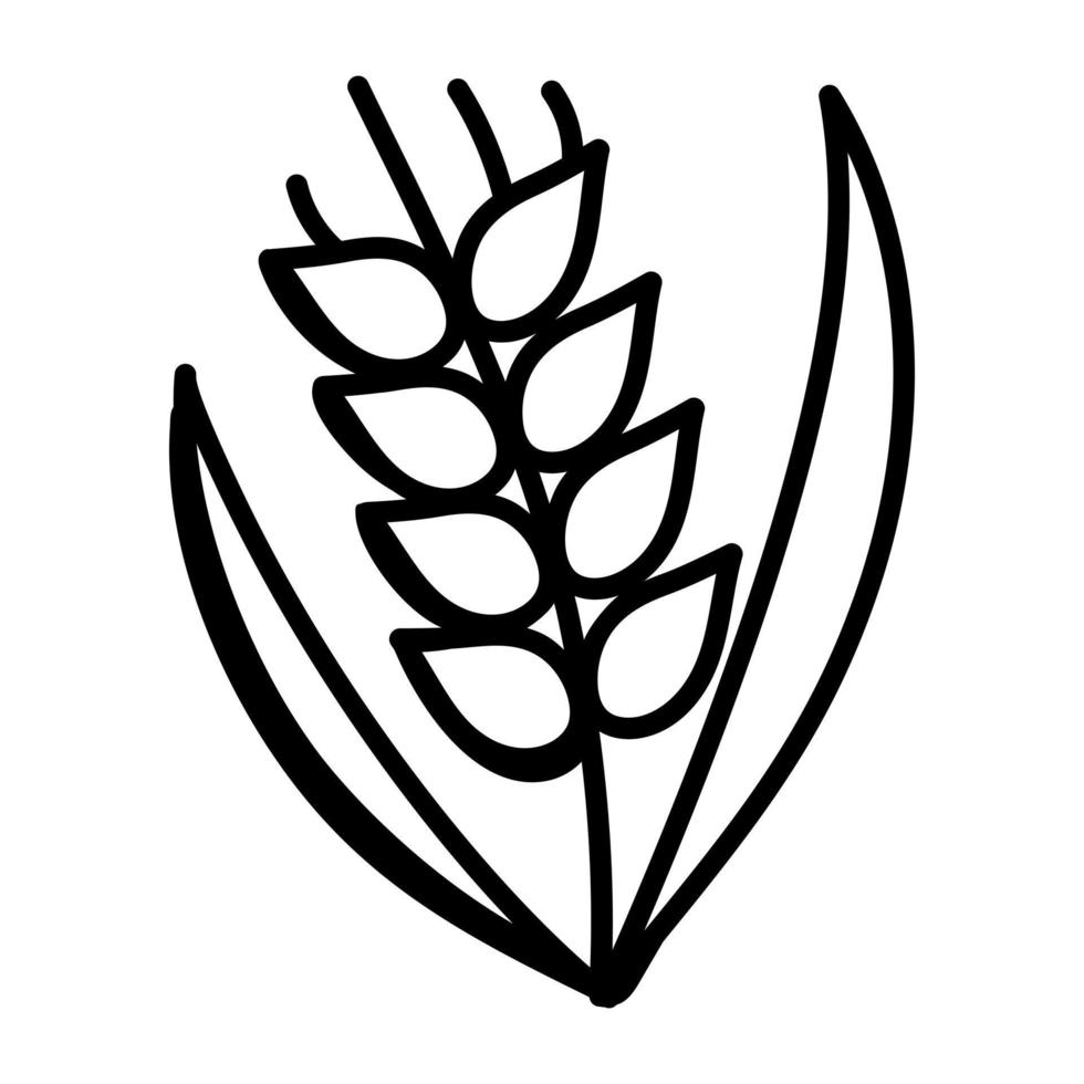 Modern hand drawn icon of barley vector