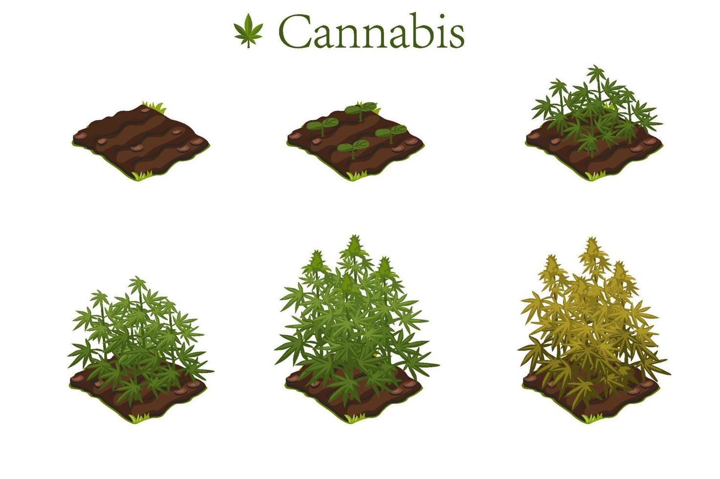 el cultivo de cannabis y marihuana en las etapas de crecimiento. conjunto de terreno con pasto narcótico. vector