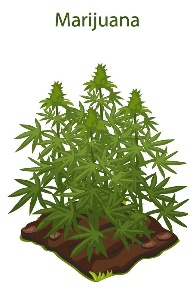 arbusto verde de cannabis y marihuana cultivada en el suelo. la droga crece en el jardín y el logo. vector