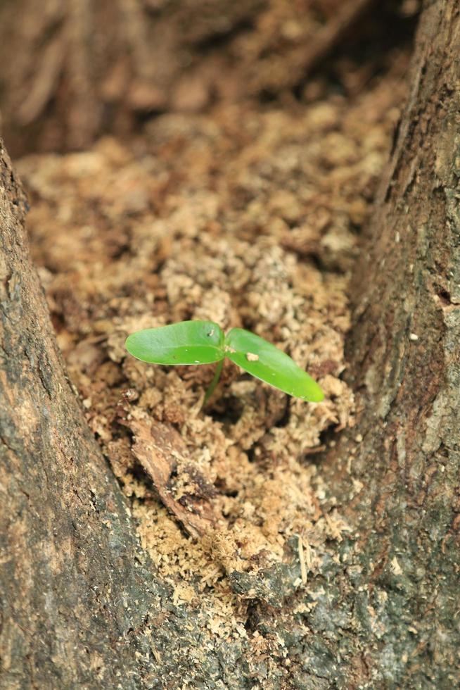 small tree is growing on a tree that A small tree growing from the trunk-parasitic- strong concept and development. Concept of adaptation, new life, landscape size photo
