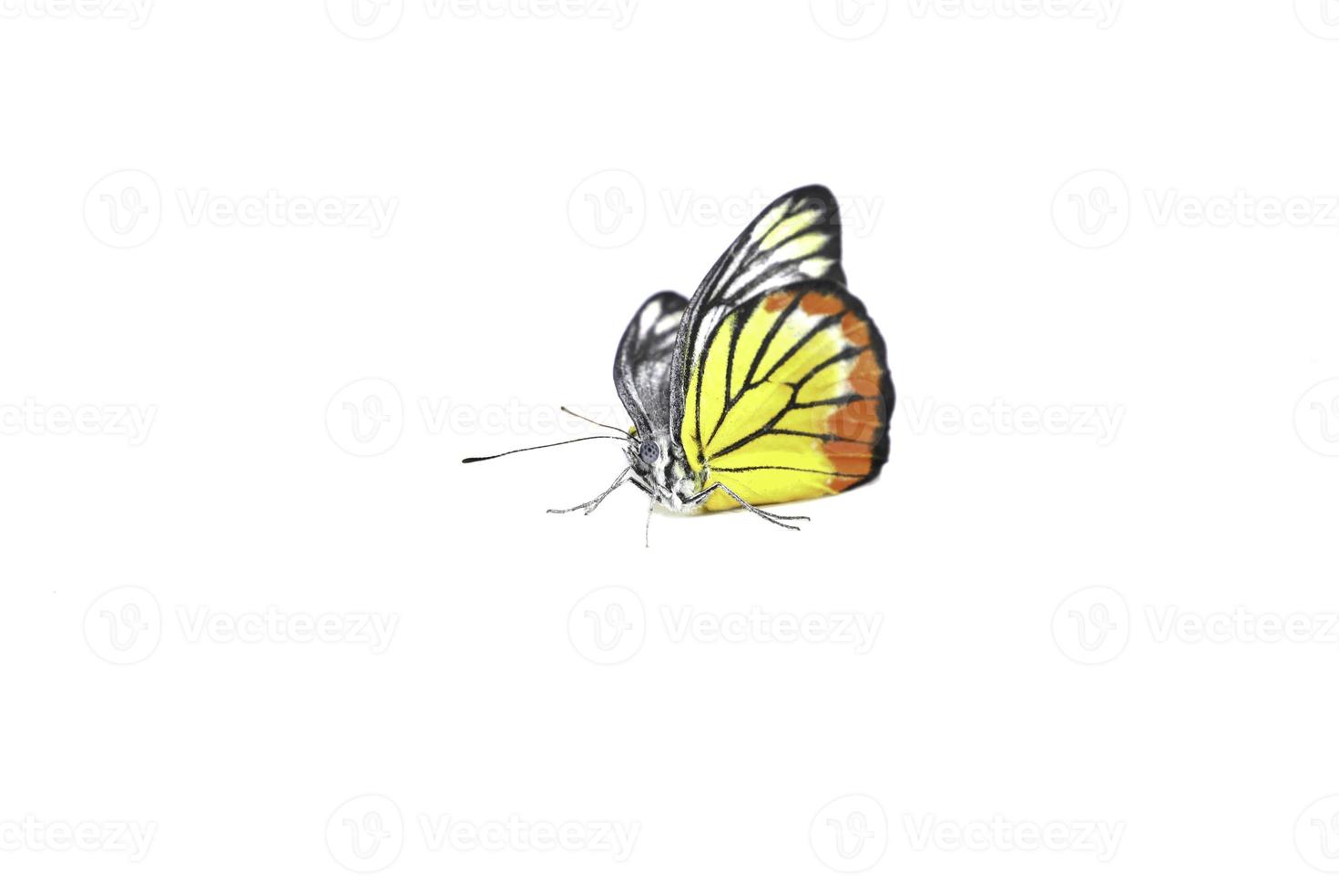 las mariposas monarca en naranja y muchos colores son naturalmente hermosas en el fondo blanco. foto