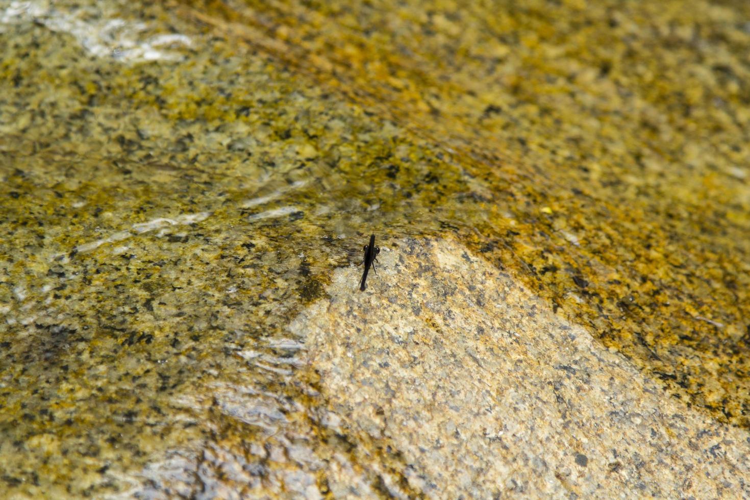 surface in the waterfall and dragonflies are clinging to the surface and the boulders are light brown granite boulders seen along the path of the water flowing in the falls. photo
