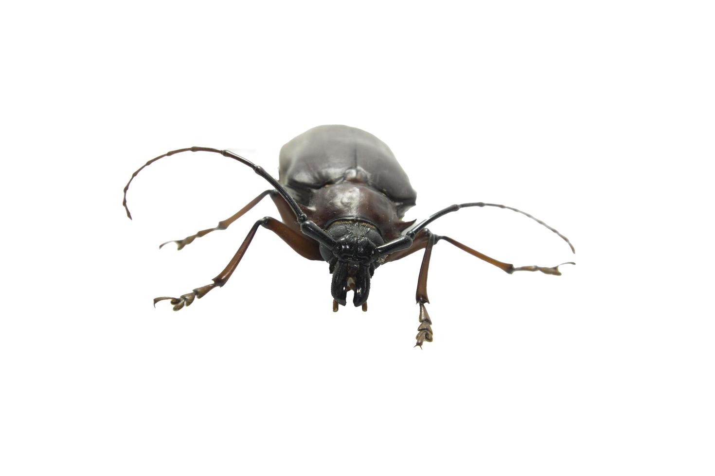 California Root Borer - deadly spikes - and hissing like a cockroach - is a ferocious scarab biting-pain-walking on a white background. photo