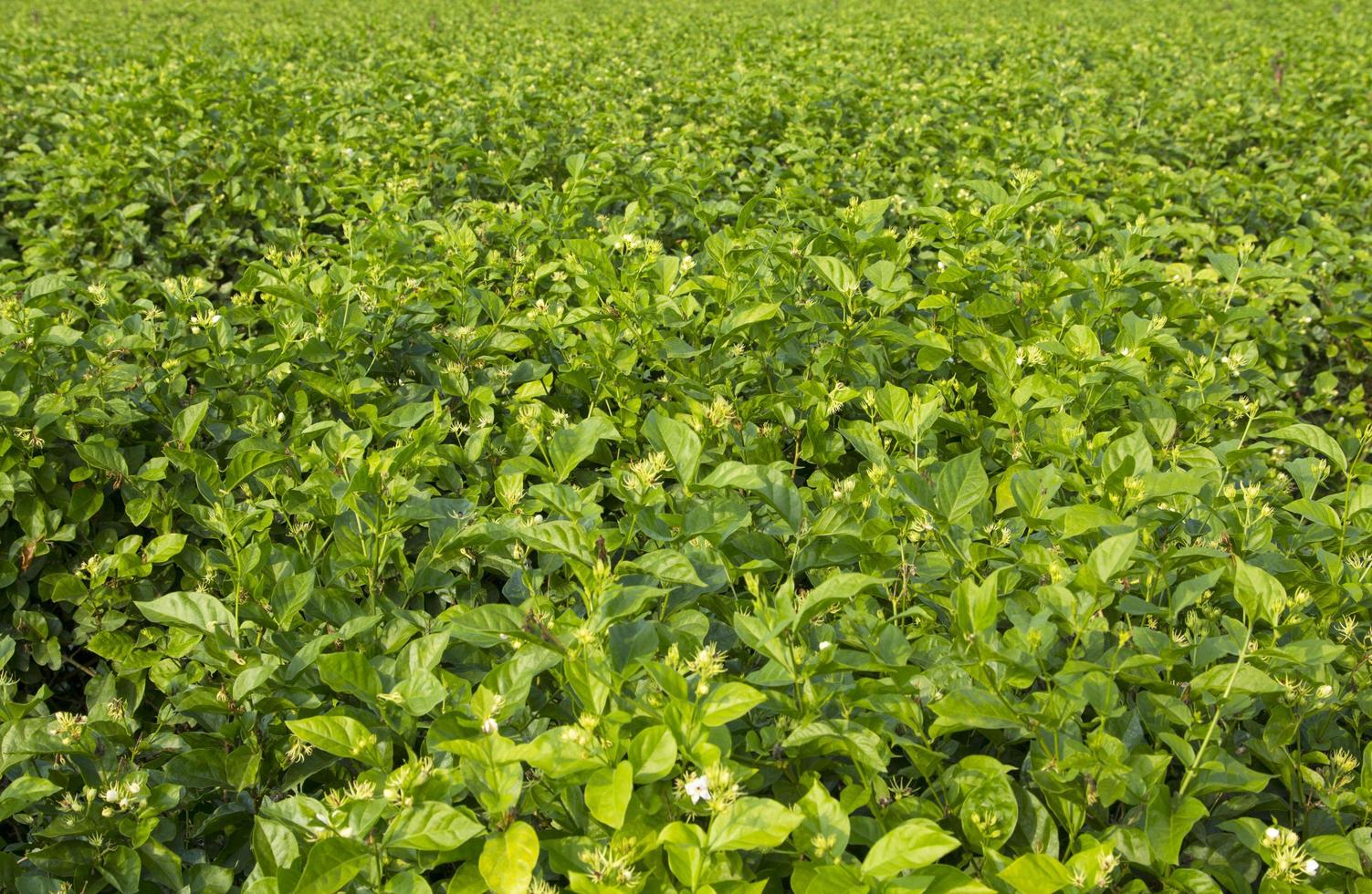 jasmine trees are growing and blooming white in the gardens of farmers planted for sale and sent by flower traders to can be processed into many kinds of products such as garlands photo