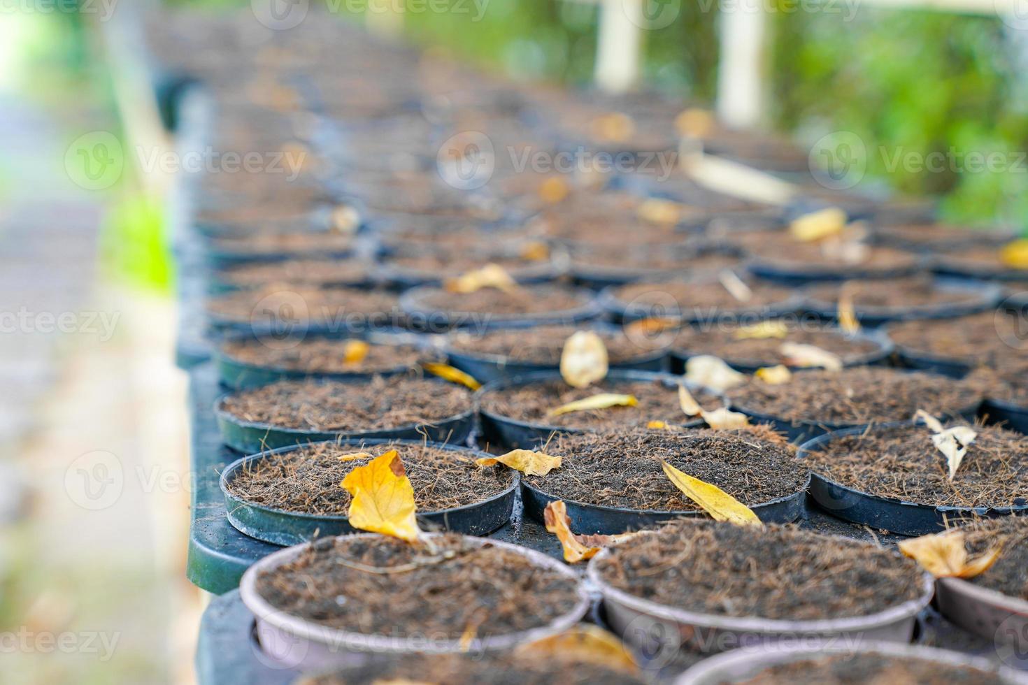 soil in arragned flowerpot photo
