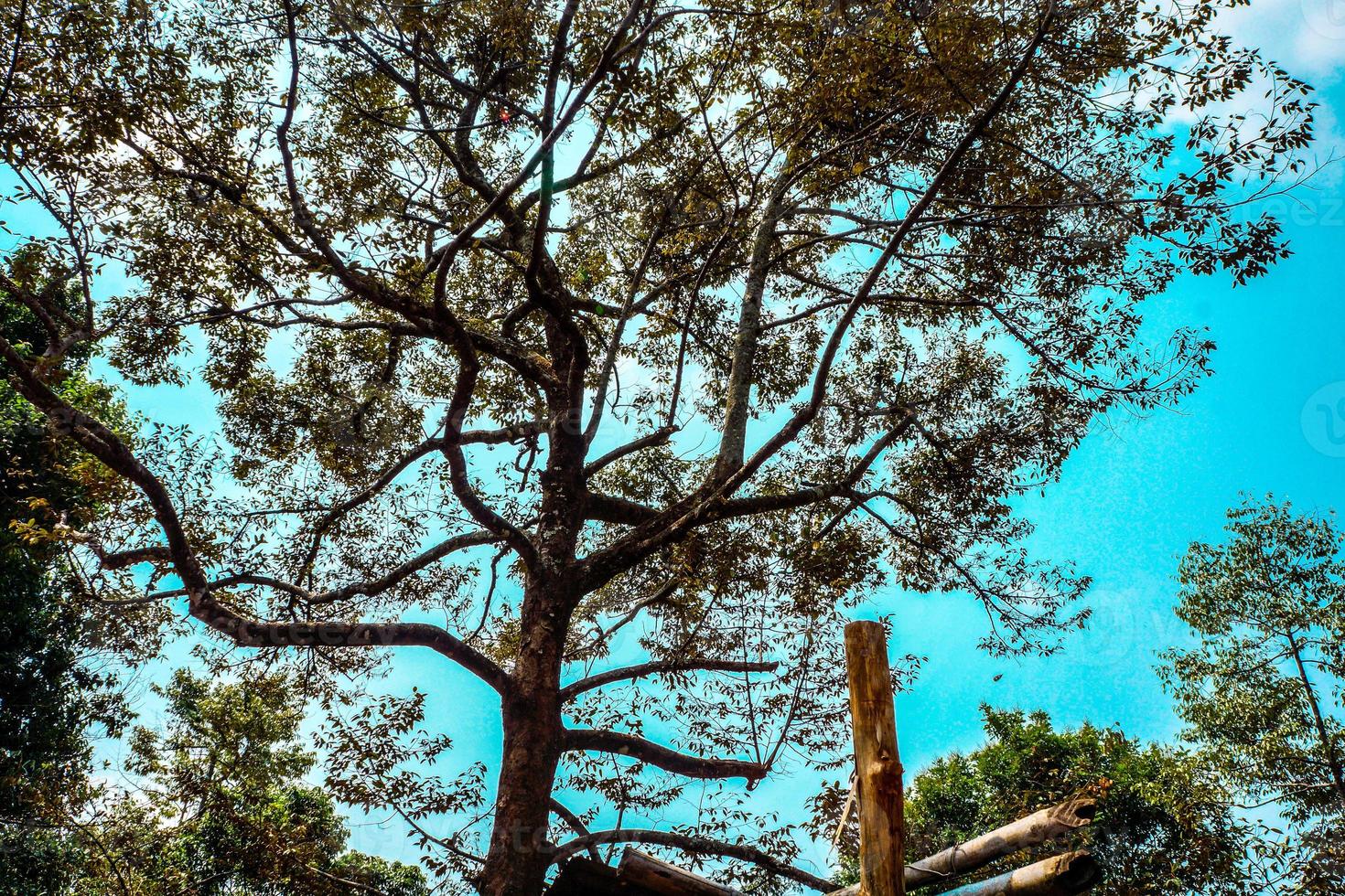 Under the shade of many branches of big and tall tree. photo