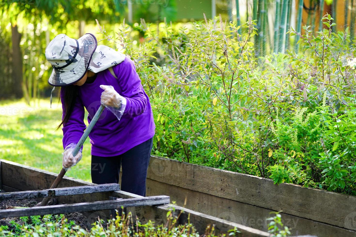 Graden worker taking care the plant in the garden. photo