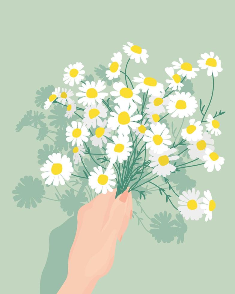 Bouquet of beautiful camomiles flowers. Bouquet of daisies vector. Daisies are wonderful summer flowers. Associations with ease and prostate. vector