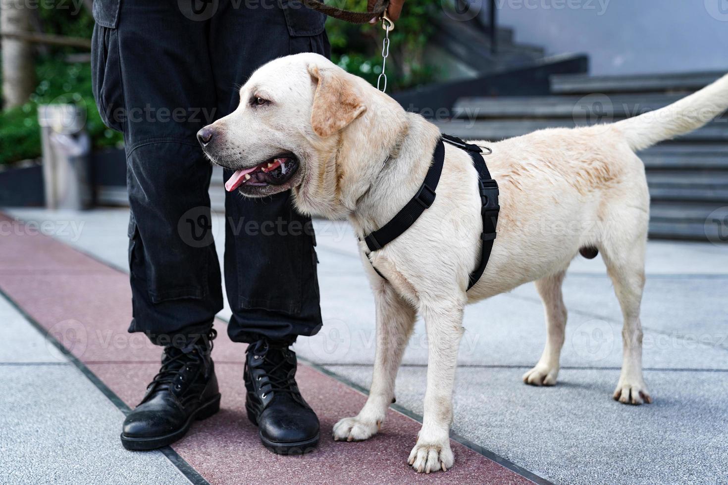 police dog in duty, finding the bomb in the event. photo