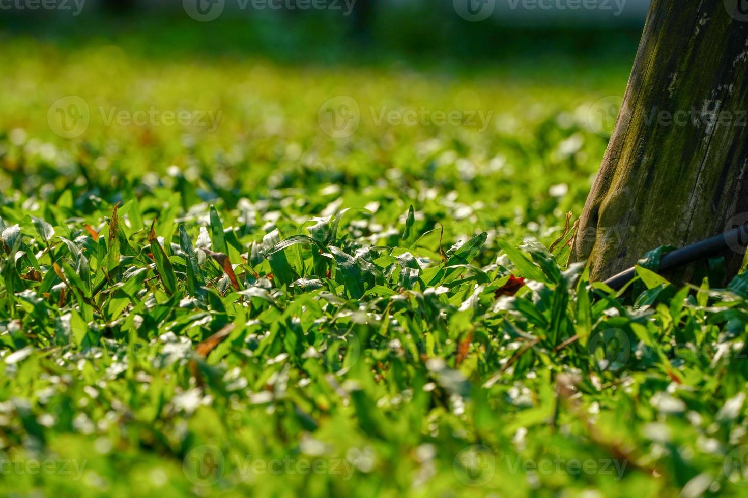 close up grass on the ground with sunlight effect. photo