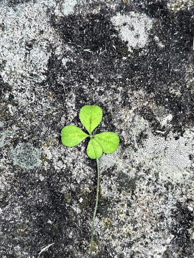 trébol de cuatro hojas sobre fondo de piedra natural. símbolo de la suerte y los sueños. planta de trébol, portadora de suerte. Fondo de naturaleza con espacio vacío. tarjeta del día de san patricio foto