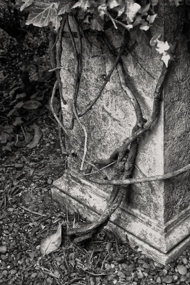Pedestal en el bosque photo