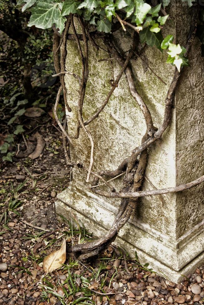 Pedestal en el bosque photo
