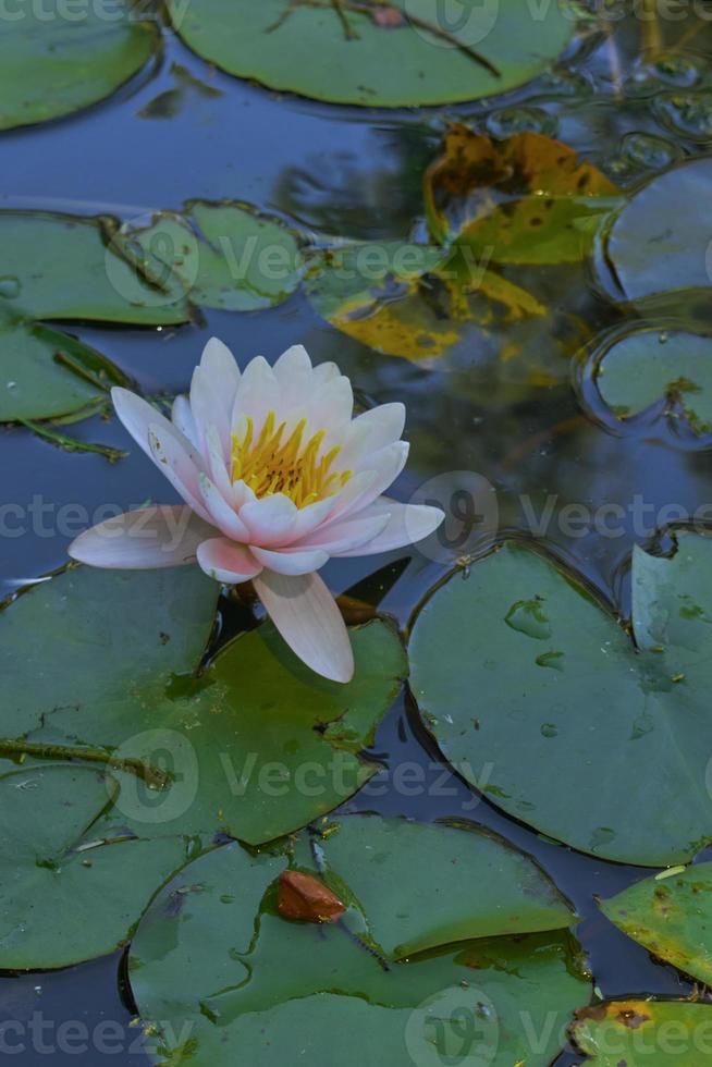 Lotus in the lake photo