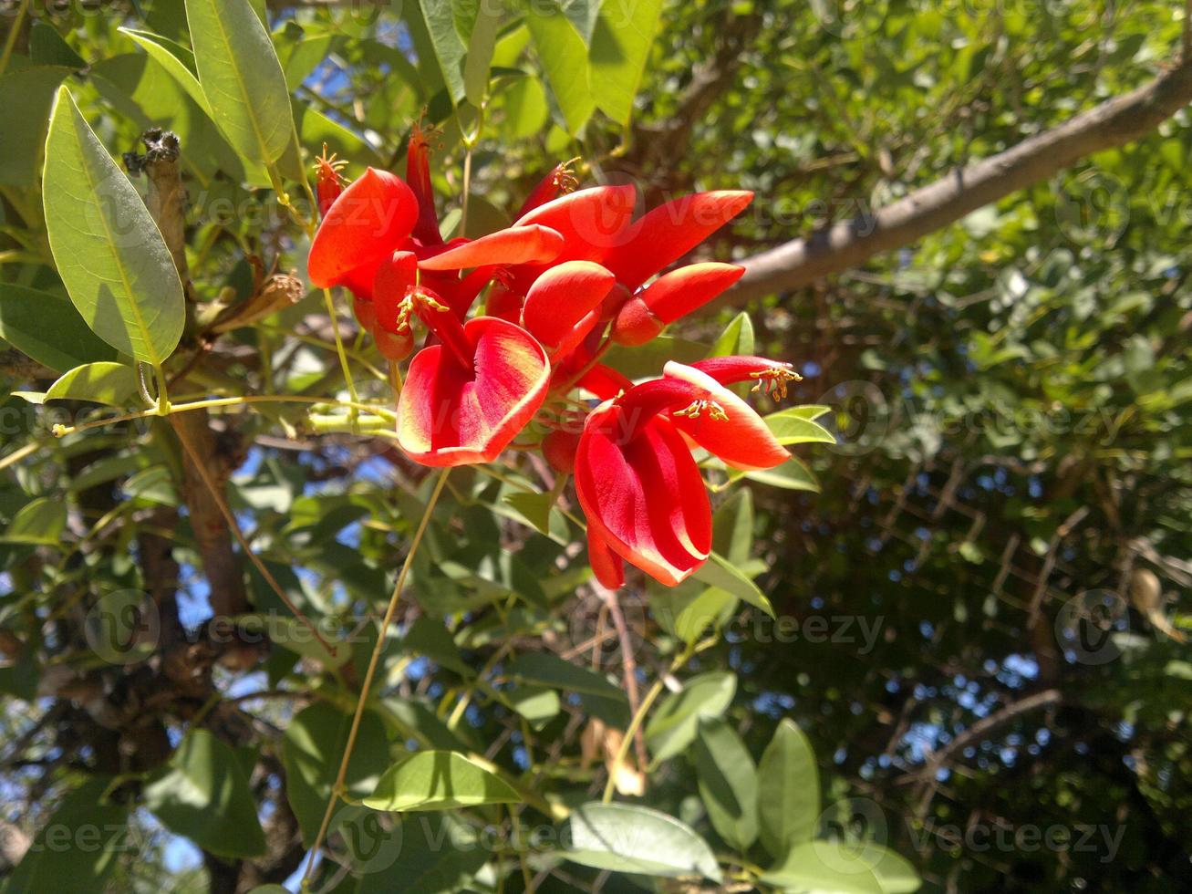 Flor de ceibo photo