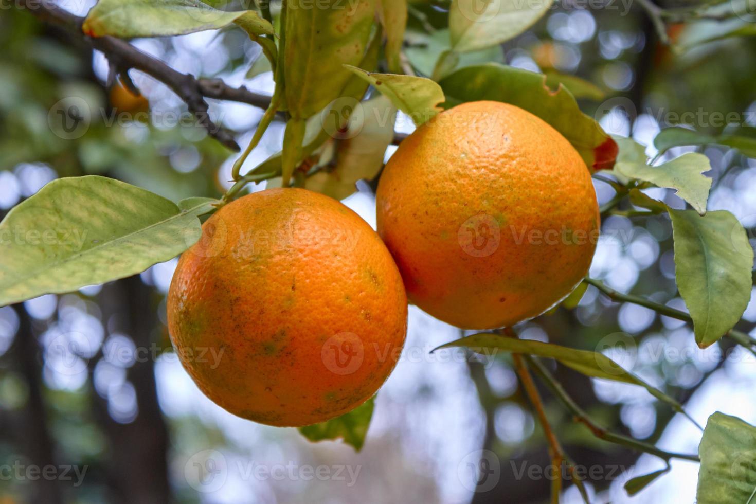 Two oranges in the forest photo