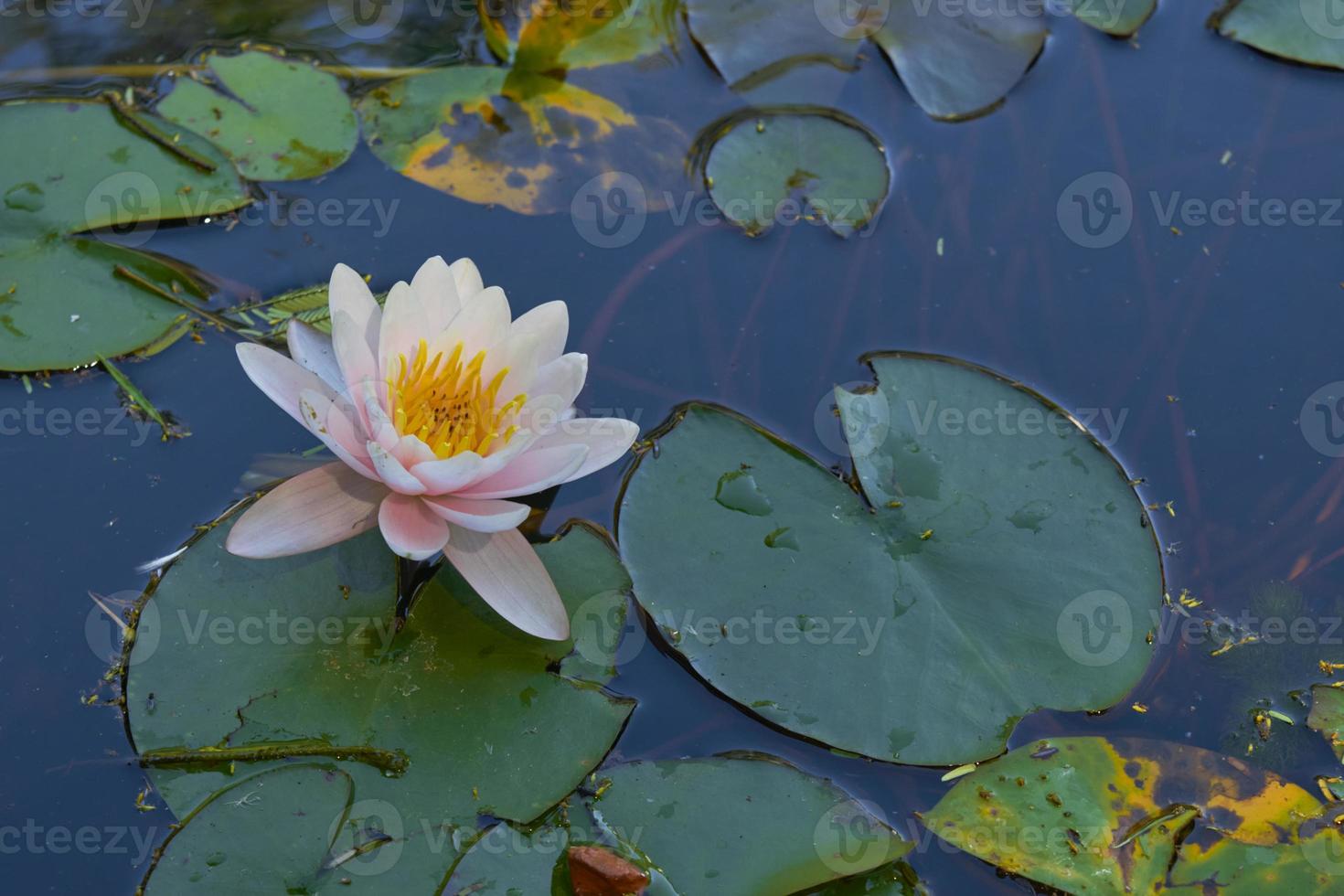 Pink lotus in the lake photo