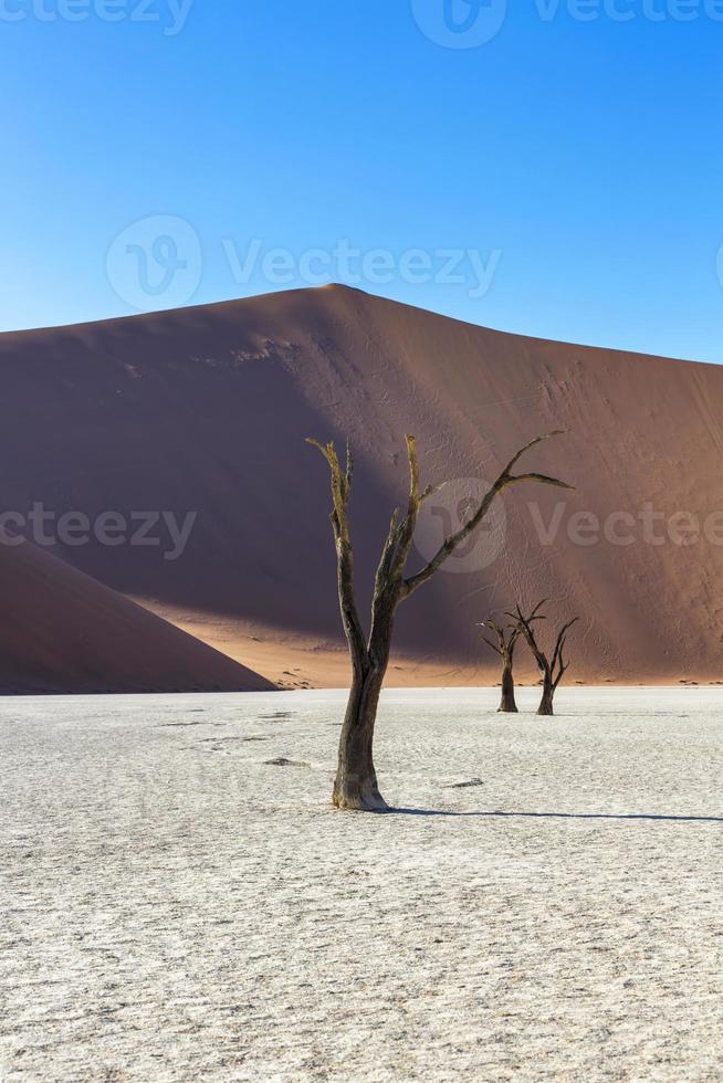 Árbol de espinas de camello muerto foto