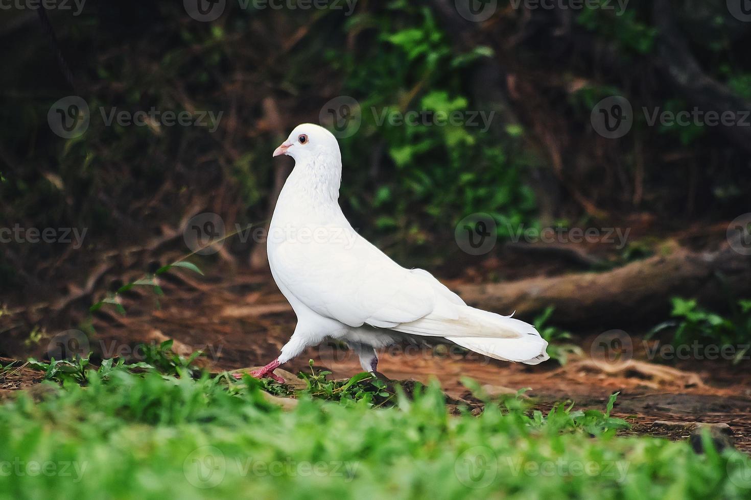 A white dove perched on the ground looking for food photo