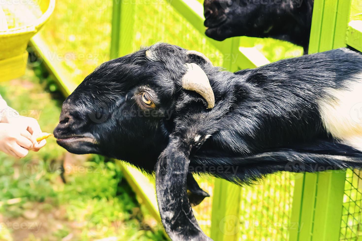 Sheep or goats or lamb originating from the Garut area, West Java, Indonesia photo