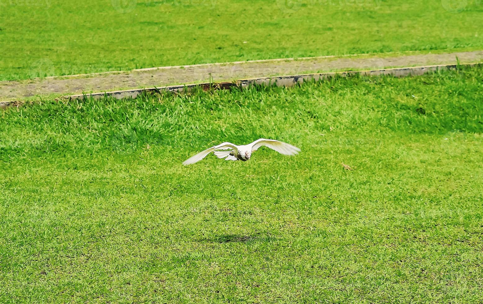 A white dove flies gliding over a green field photo