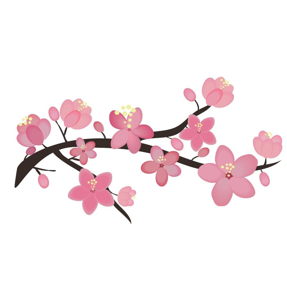 Blooming sakura branch. Vector illustration. Cherry blossom. Isolated on white background, japanese sakura flowers.