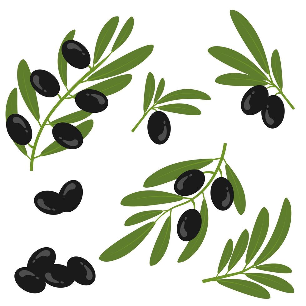 Black olives with leaves on a branch. Olive bunch. vector