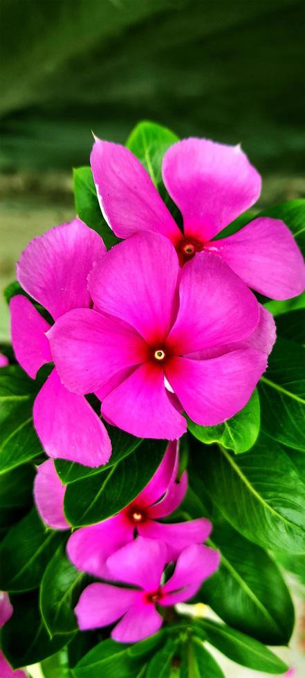 Madagascar Periwinkle flower photo