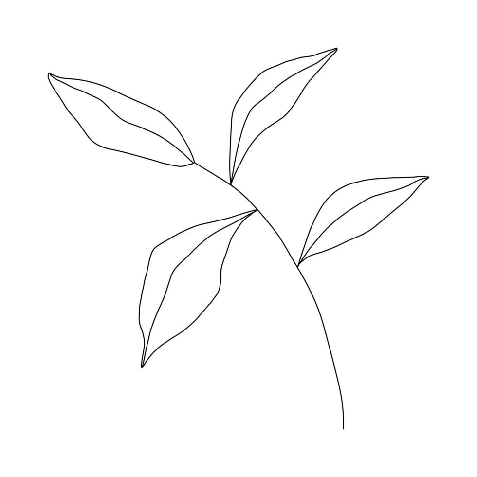 Hand drawn leaf doodle. Hand drawn plant in doodle style. Botanical illustration. vector