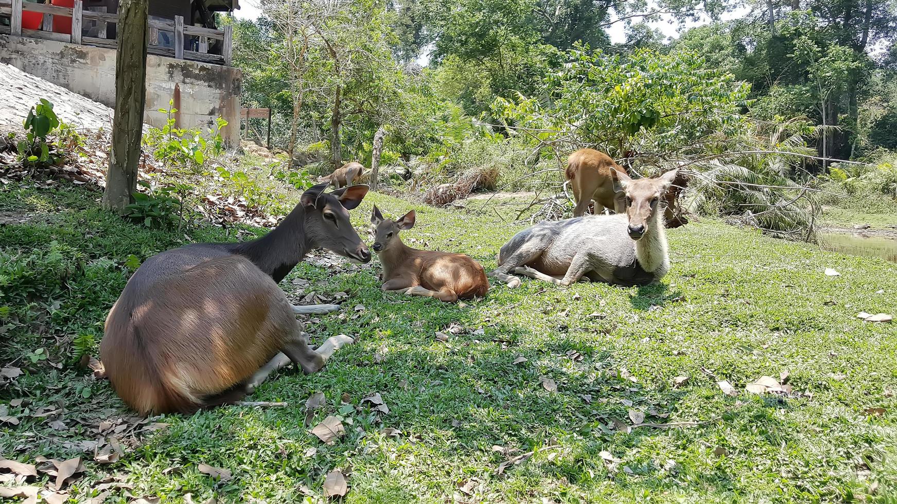 Deers sleeping on the grass photo