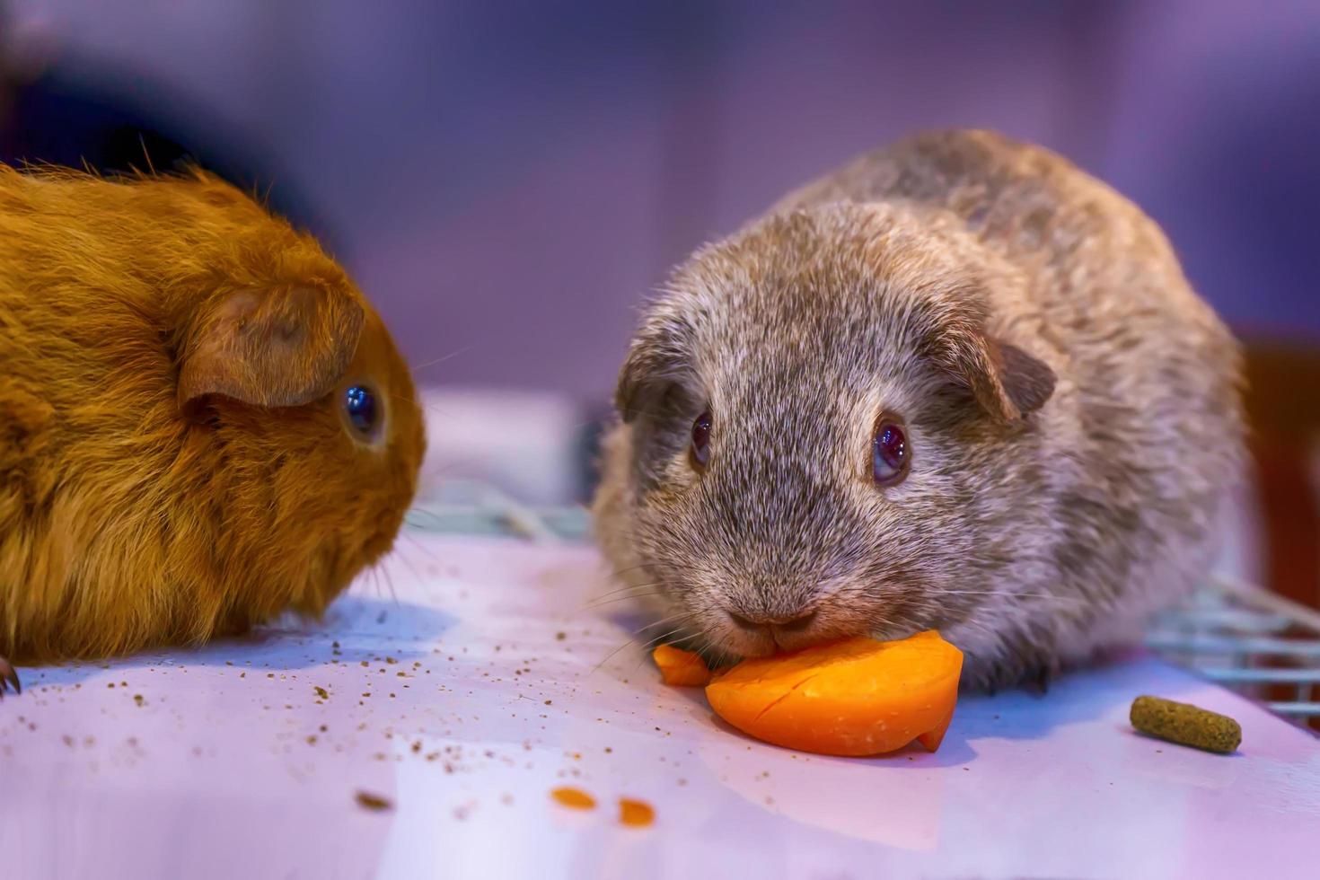 Guinea pig on the cage photo