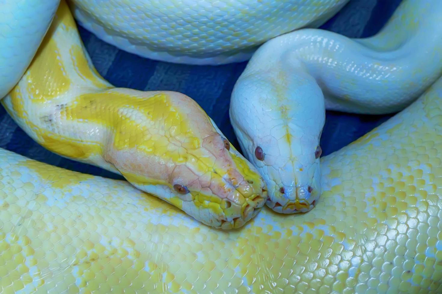 Albino burmese python photo