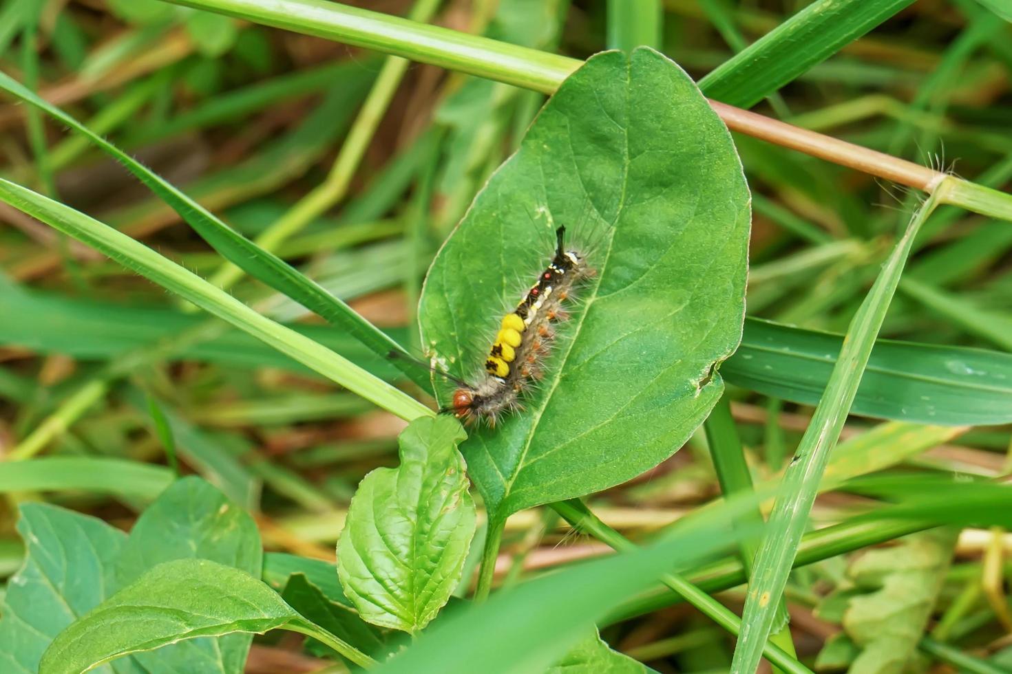 Pupa green on leaves photo