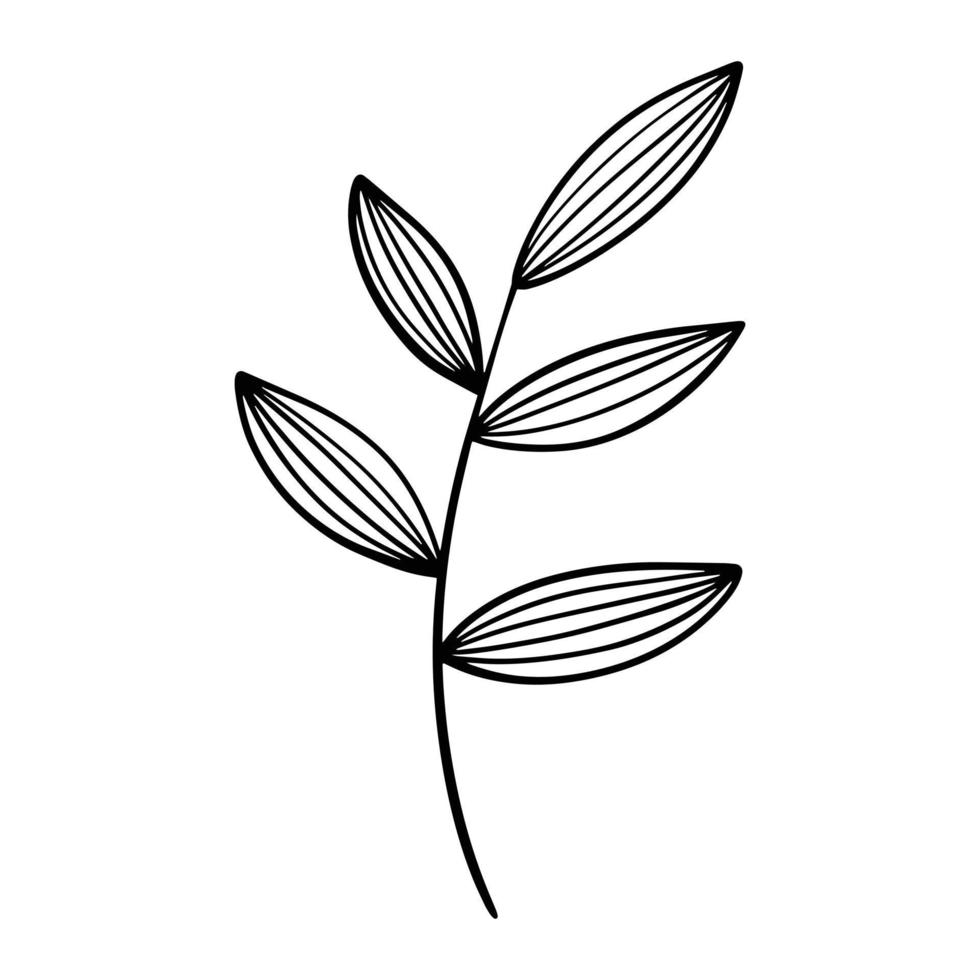 Hand drawn leaf doodle. Hand drawn plant in doodle style. Botanical illustration. vector