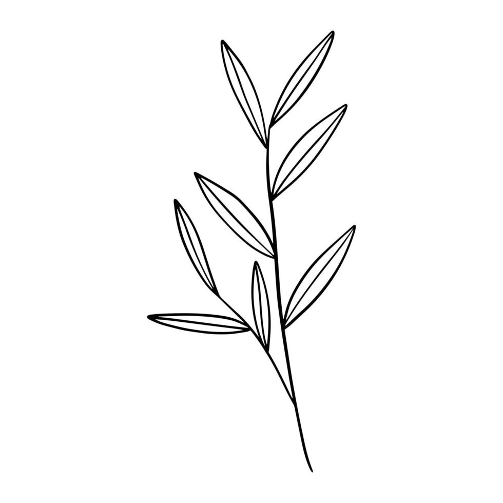 Hand drawn leaf doodle. Hand drawn plant in doodle style. Botanical illustration. vector