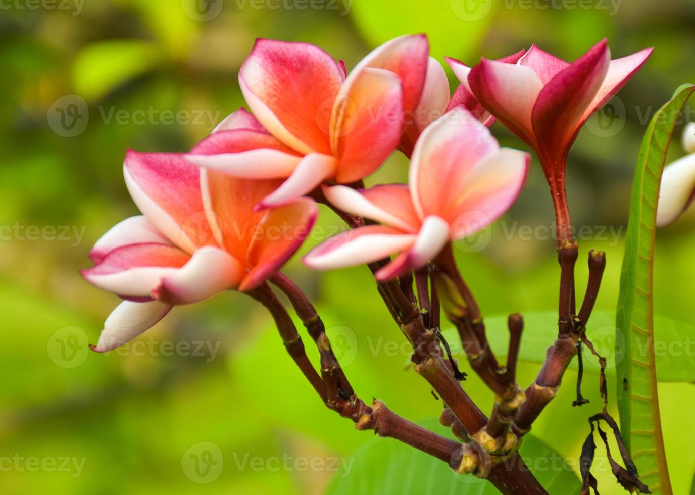 Pink and white frangipani flowers bloom in Chatuchak Park, Bangkok, Thailand photo