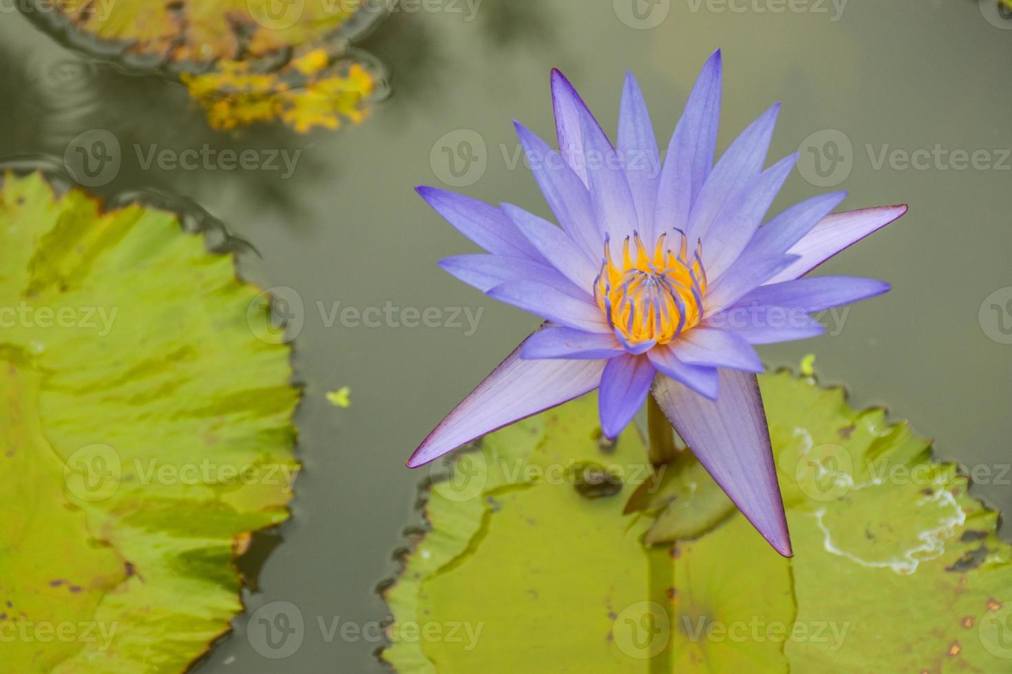 Beautiful pink and purple lotus flowers blooming in the water park, Thai park photo