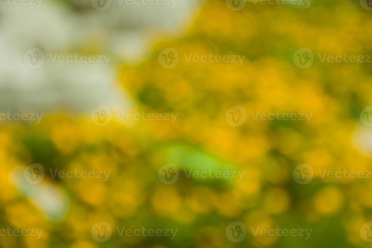 bokeh light beauy nature in garden soft color background photo