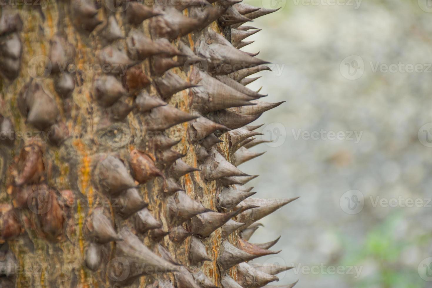 The sharp thorns of trees and bokeh in Chatuchak Park, Bangkok photo