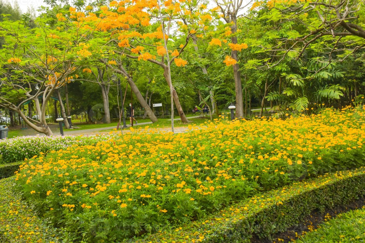 A field of yellow daisies decorates a beautiful garden in full bloom in Chatuchak Park, Bangkok, Thailand photo