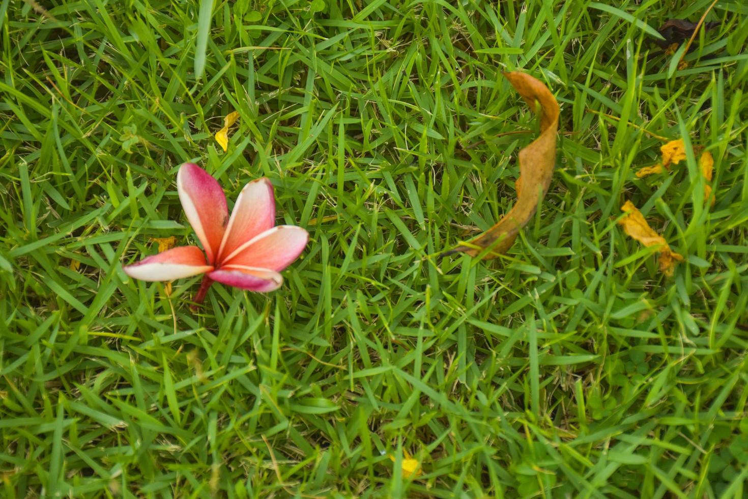 flores frangipani rosa-amarillas que caen sobre la hierba foto