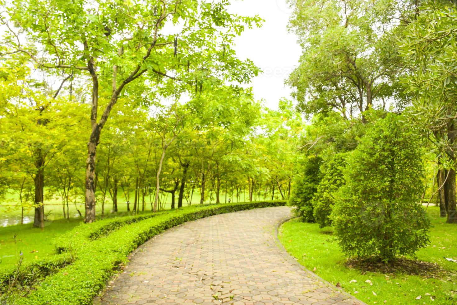 el paisaje y los árboles bordean el jardín tailandia foto