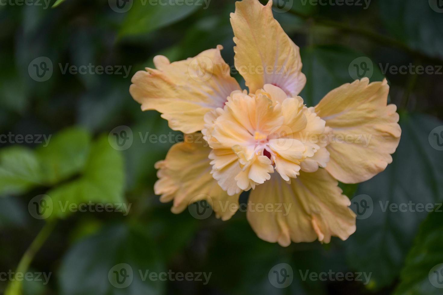Beautiful blooming orange hibiscus petals, water droplets and background bokeh soft ligh photo