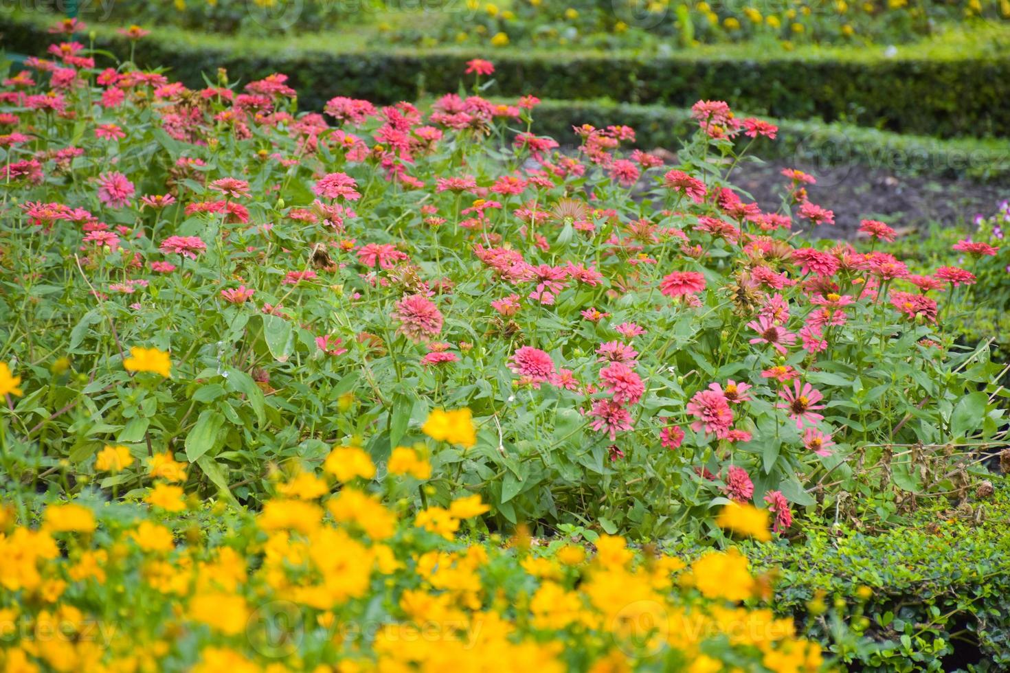 Flower fields and pink fuchsias in full bloom in Chatuchak Park, Bangkok, Thailand. photo