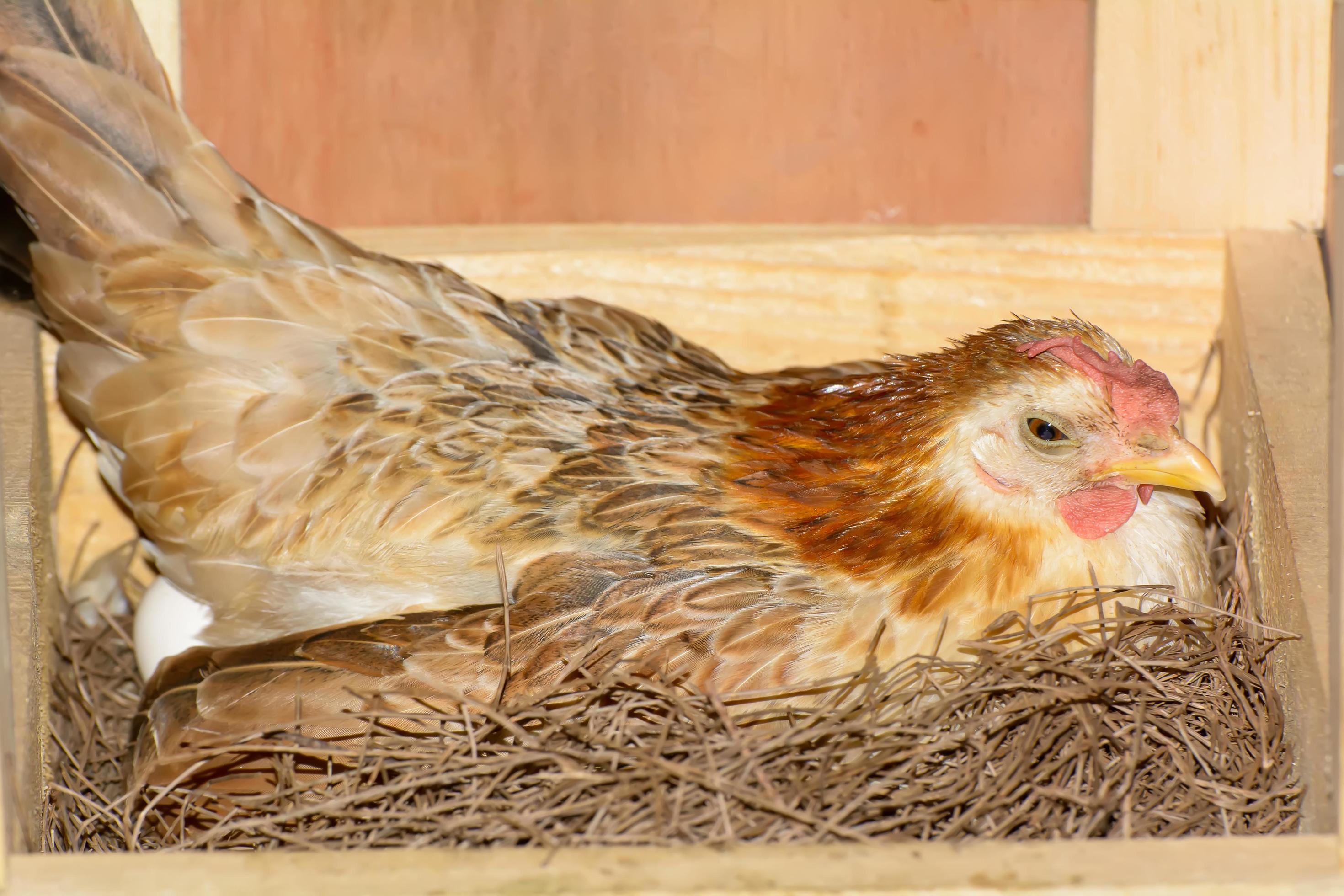 Hens hatching eggs 7987129 Stock Photo at Vecteezy