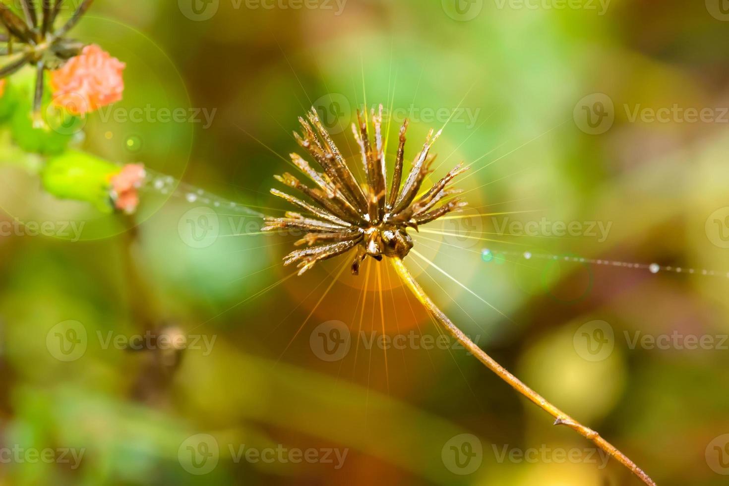 Poaceae or Gramineae photo
