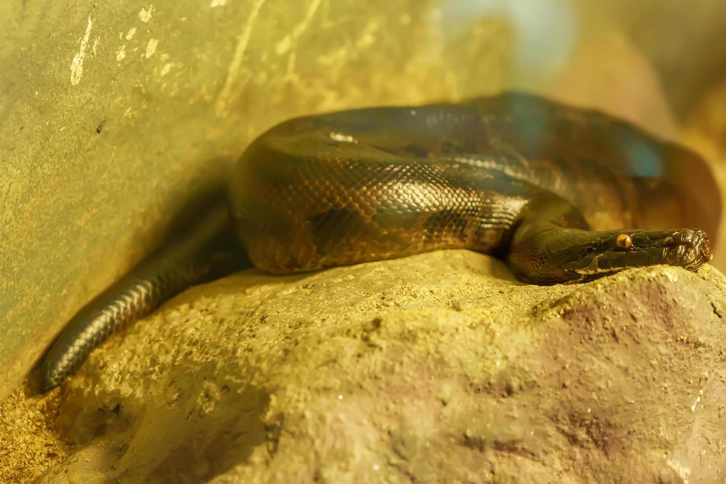 Blood python curve on the big rock. photo