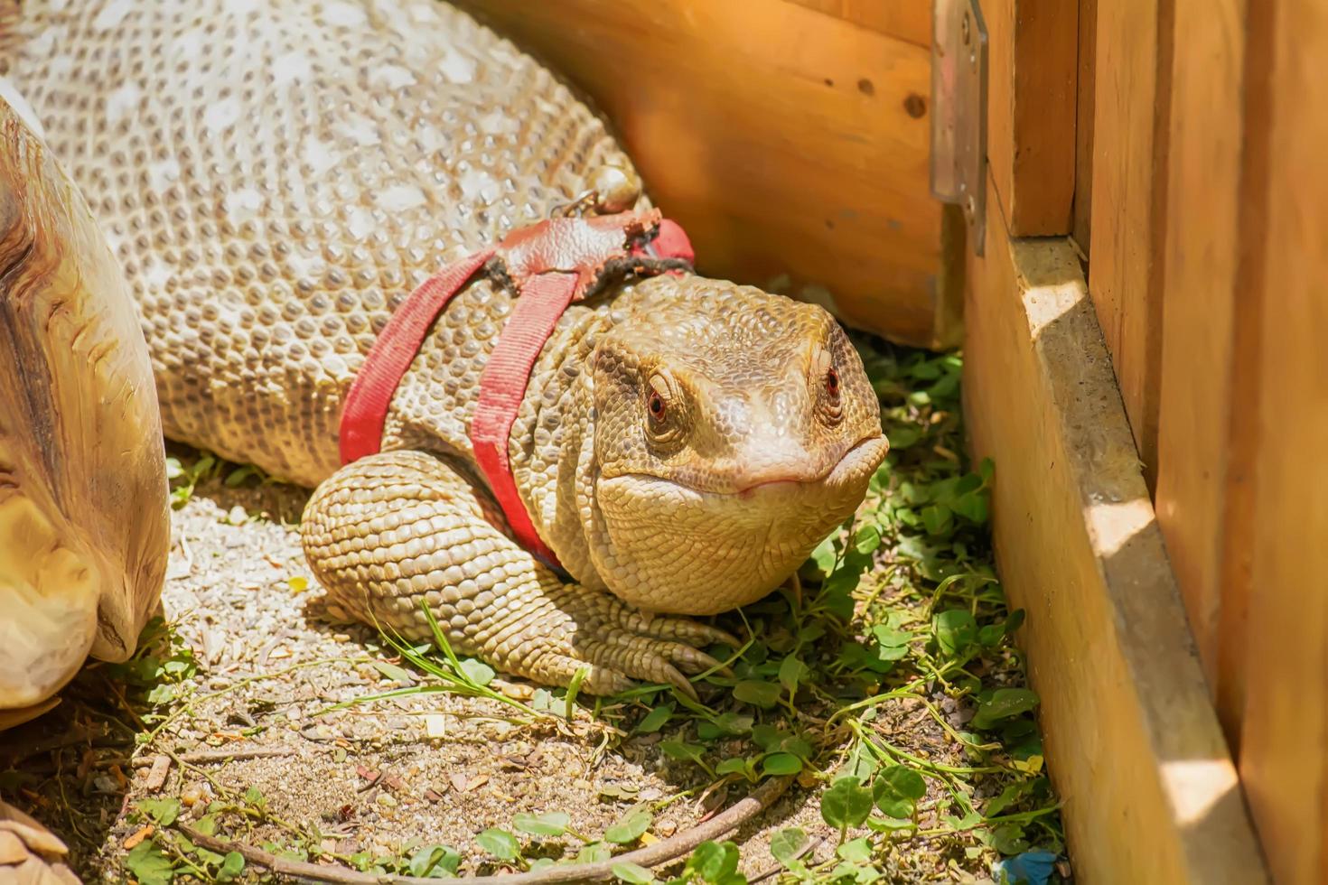 el lagarto monitor sobre un fondo natural. foto