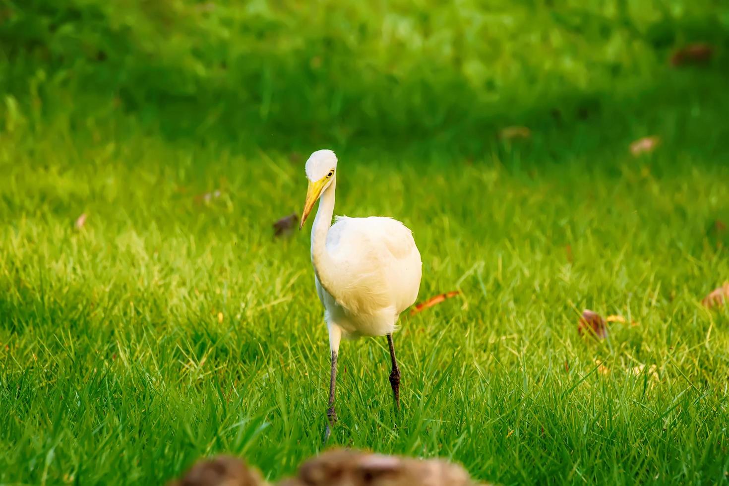 Heron on the lawn photo