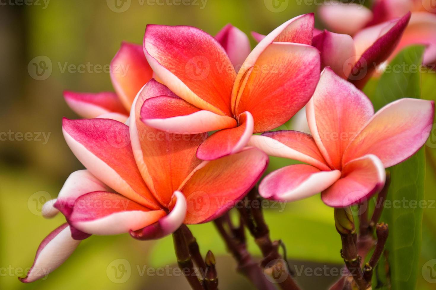 Pink and white frangipani flowers bloom in Chatuchak Park, Bangkok, Thailand photo